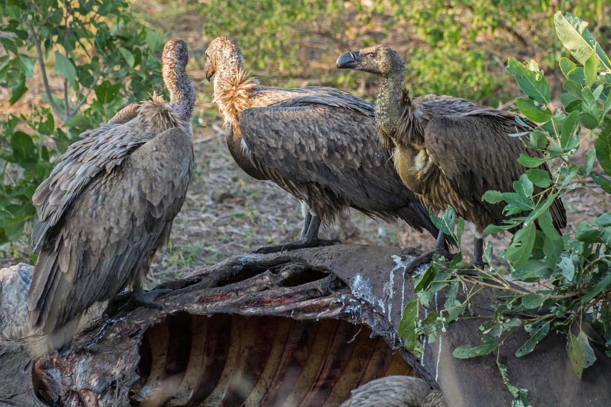 2016-06-11 02 White-backed Vultures.jpg