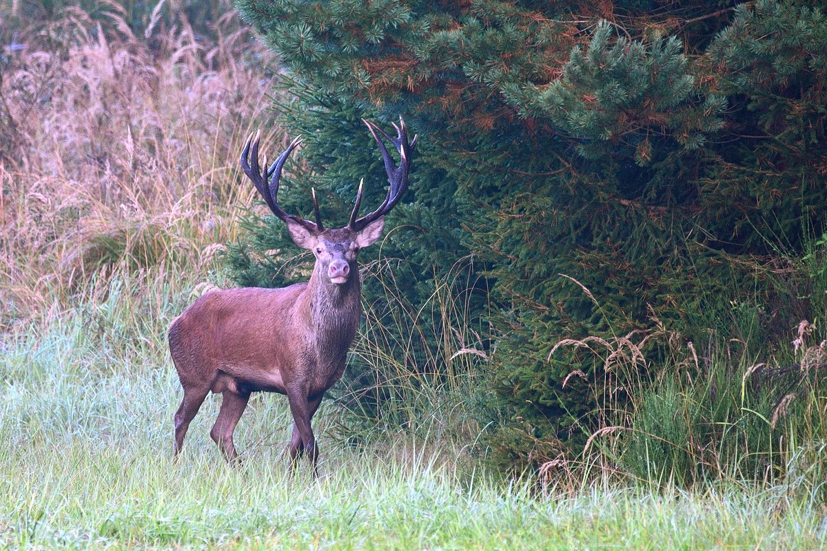 2016 15929