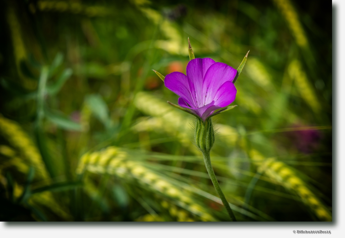20160609 N72 4091NF.psd