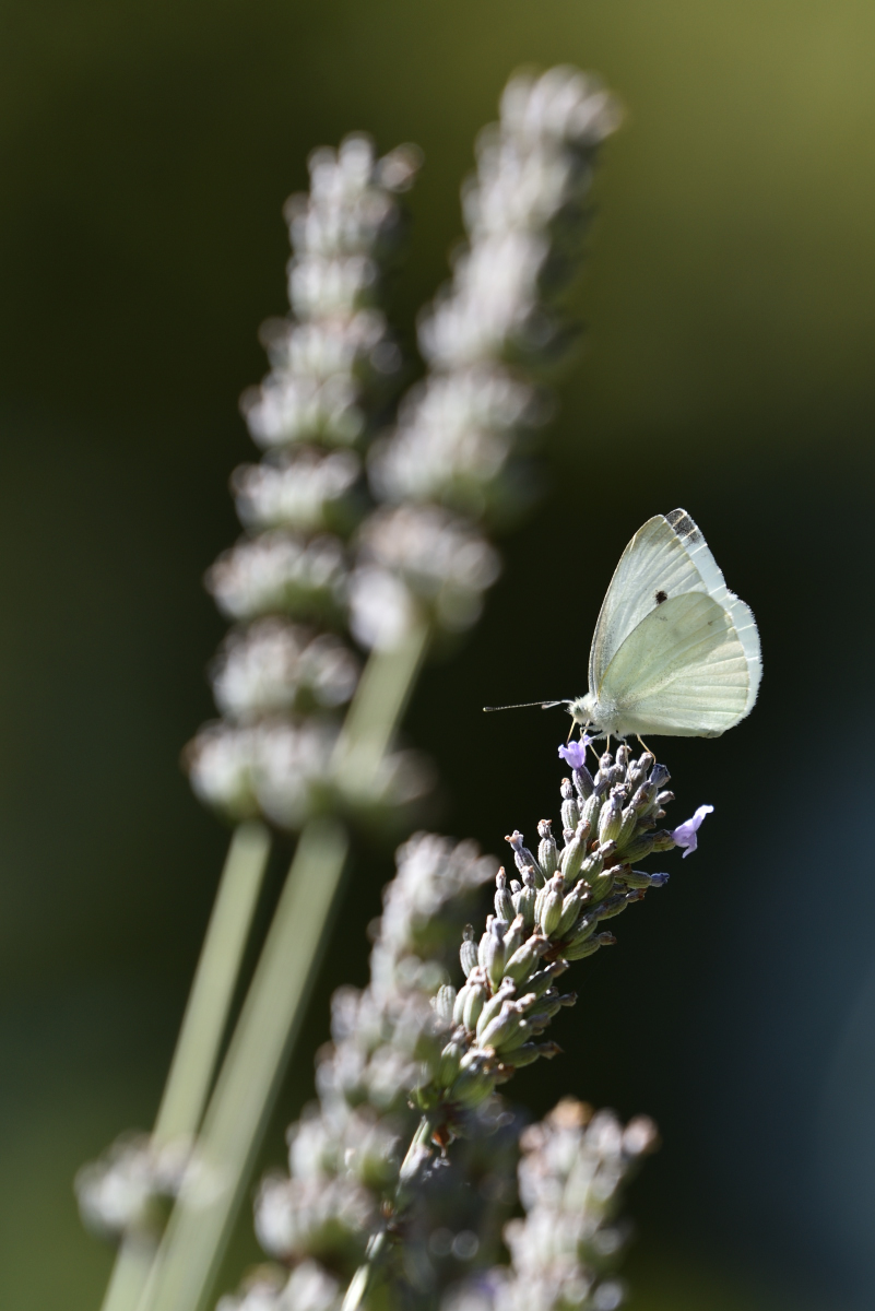 201607 Kohlweissling