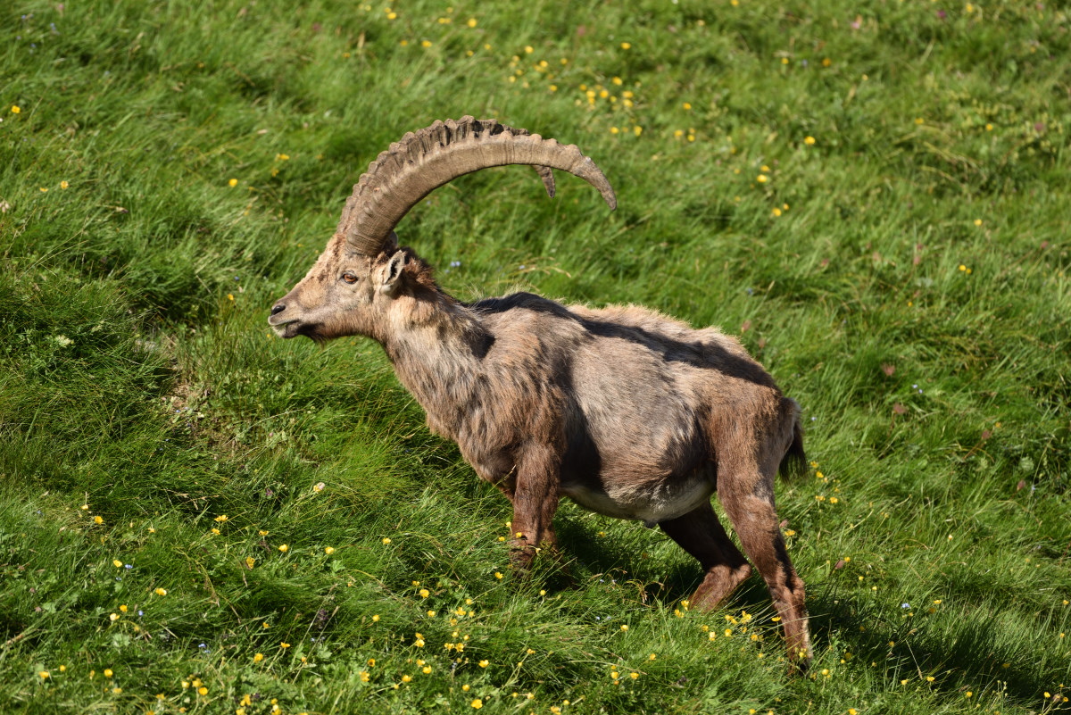 201607 Steinbock 1