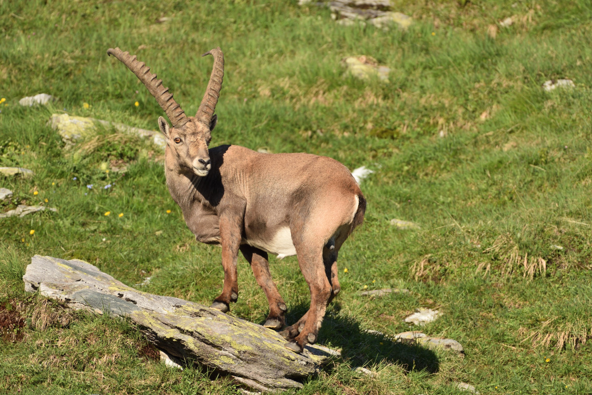 201607 Steinbock 10