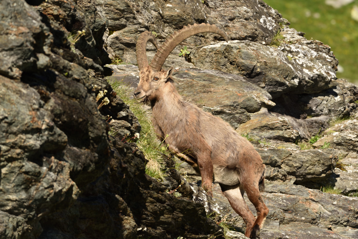 201607 Steinbock 12