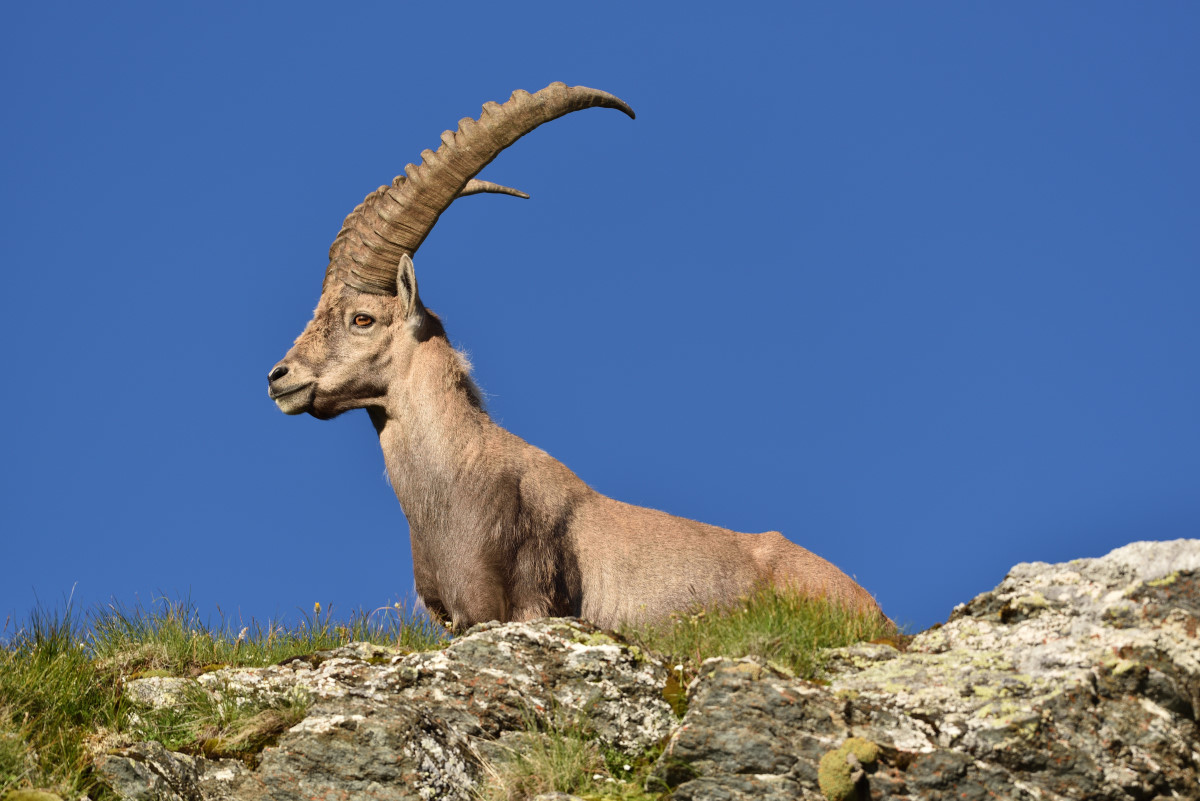201607 Steinbock 17