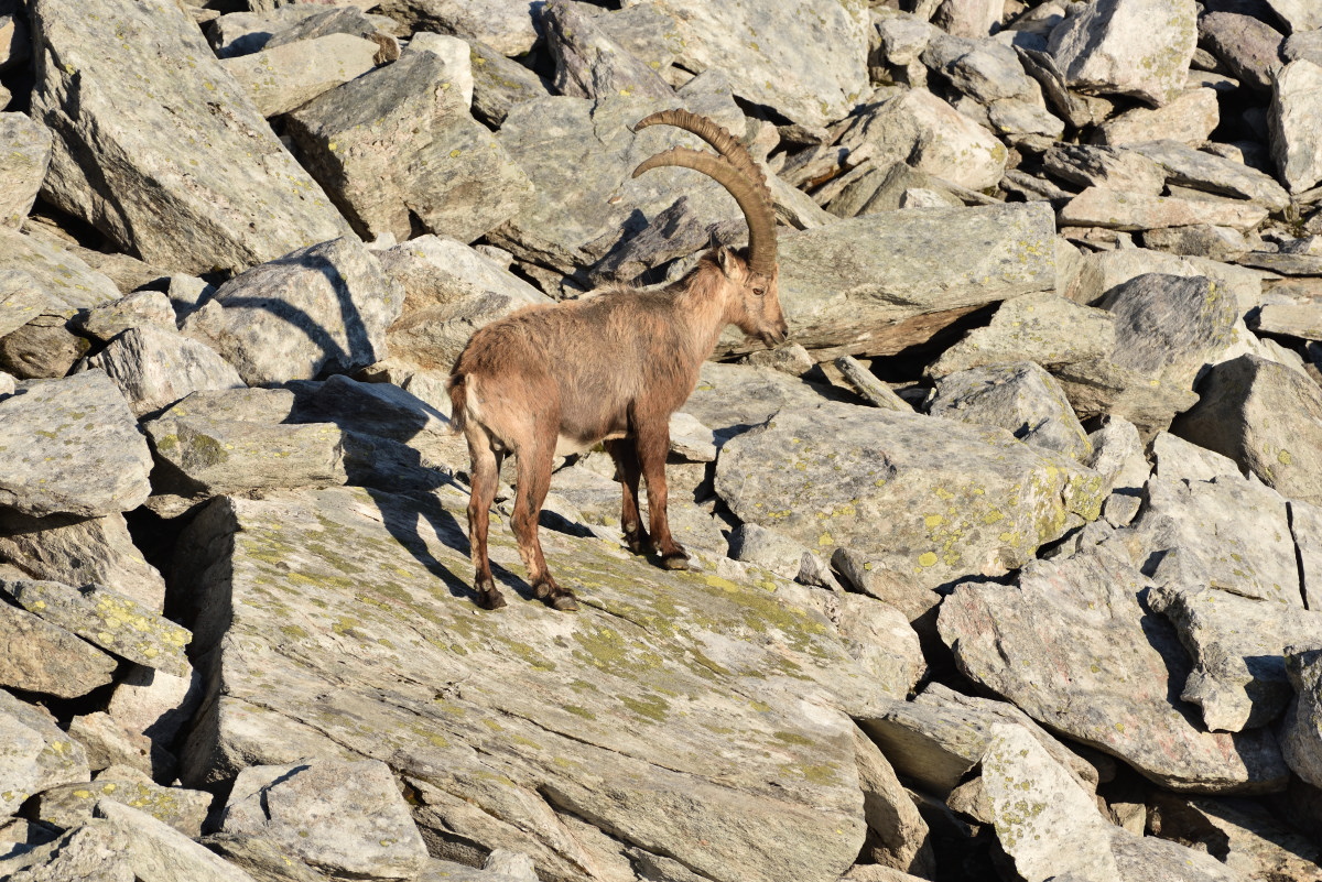 201607 Steinbock 18
