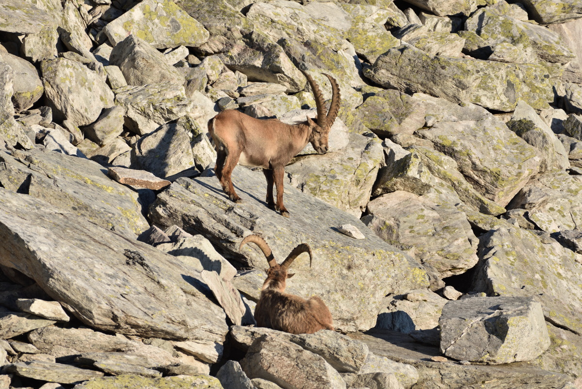 201607 Steinbock 19