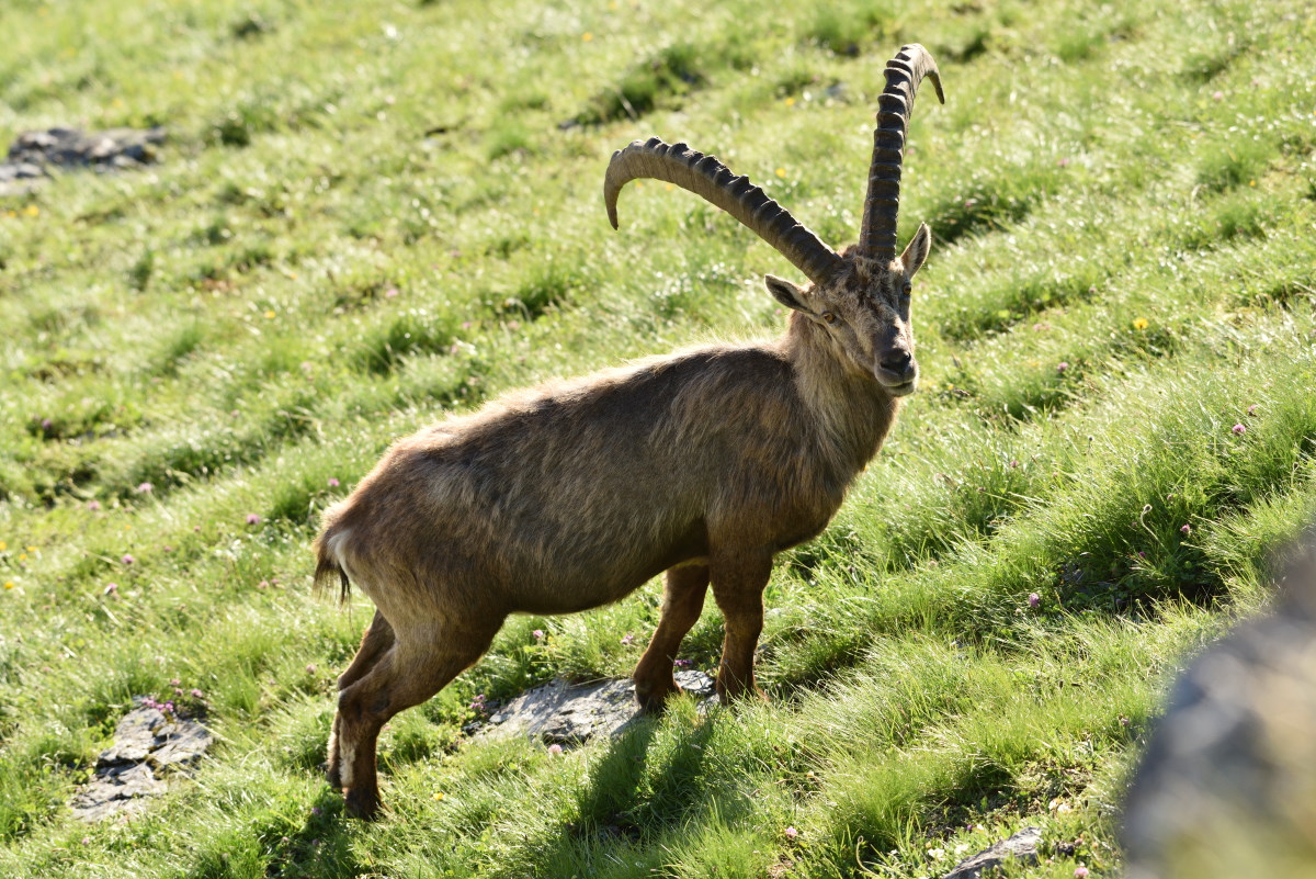201607 Steinbock 6