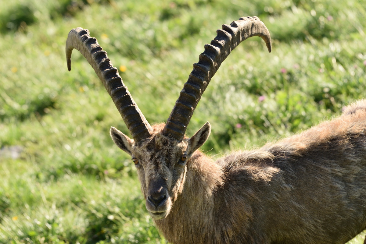 201607 Steinbock 7