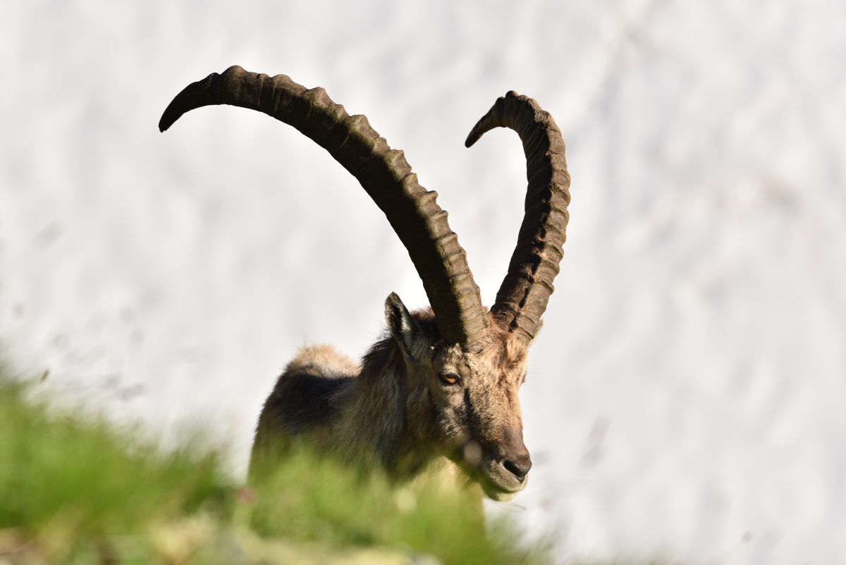 201607 Steinbock 8
