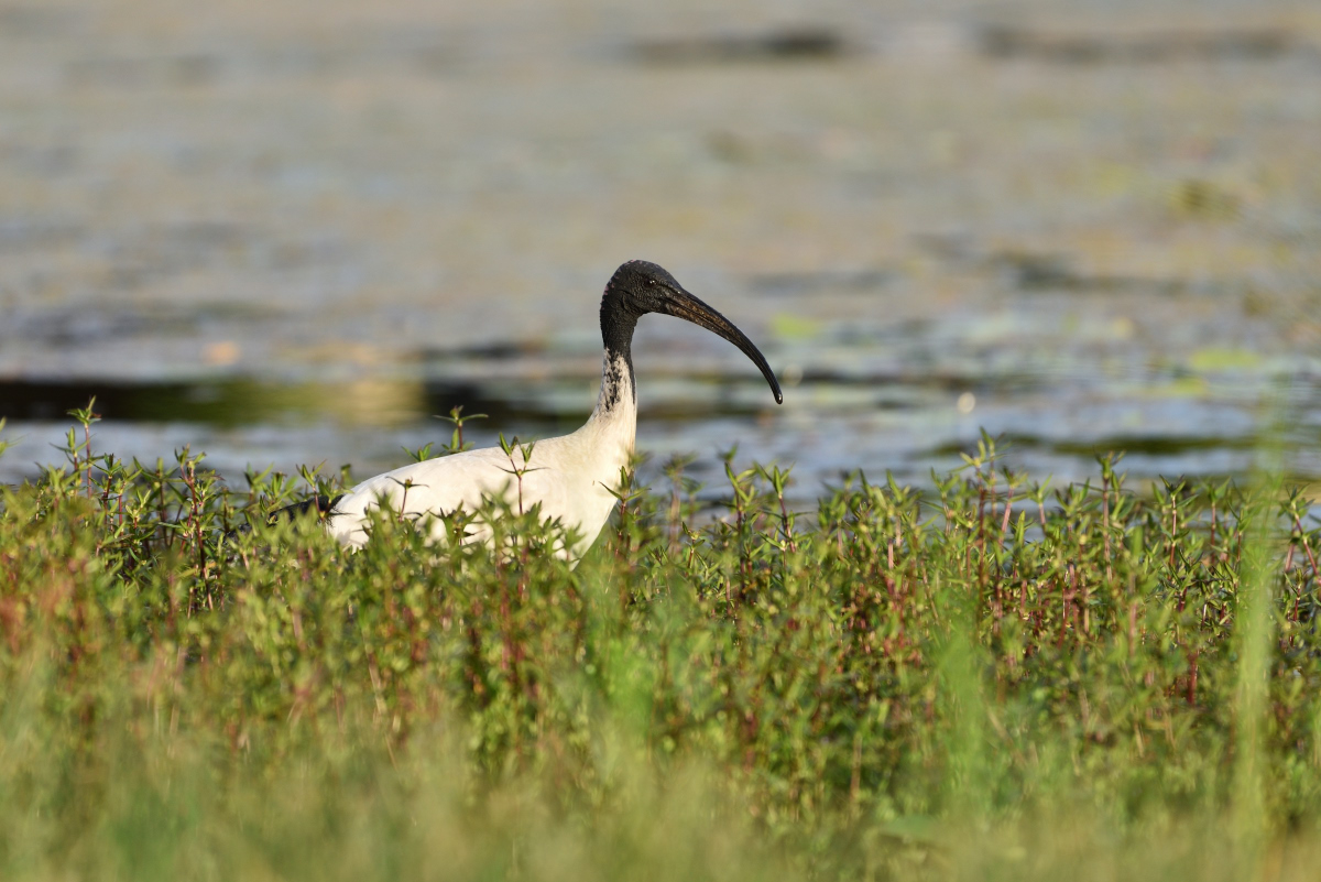 201610 Molukkenibis