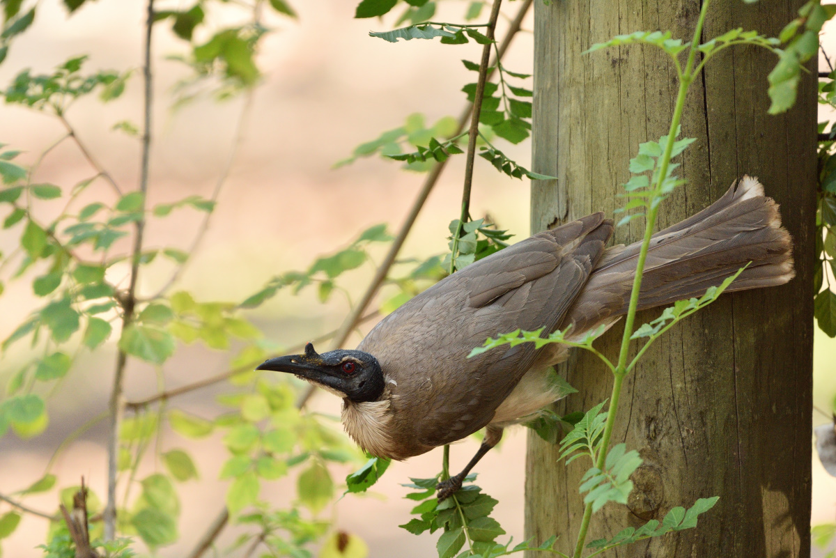 201610 Noisy Friarbird