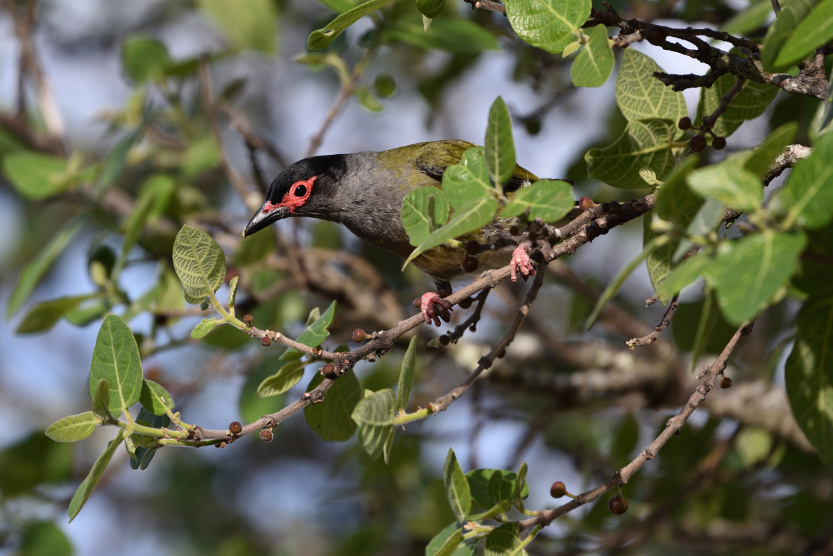 201610_Australasian Figbird