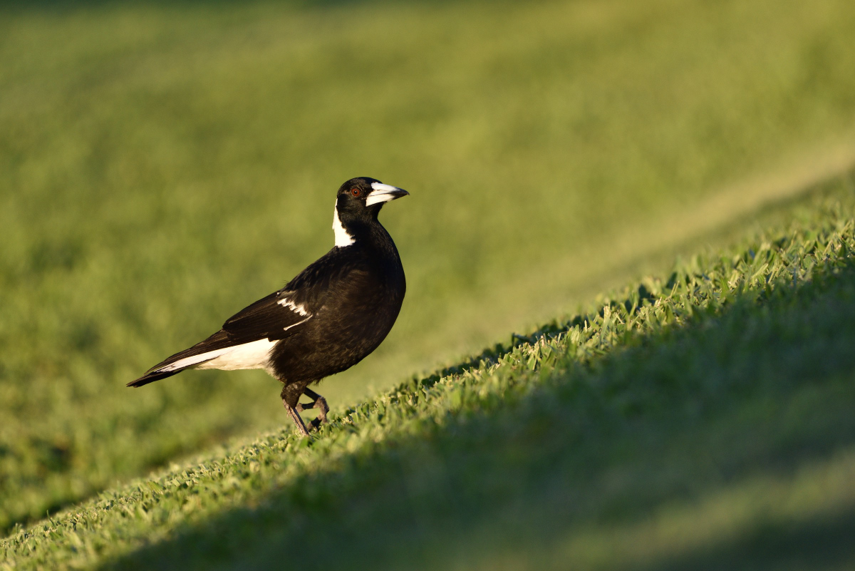 201610_Australian Magpie