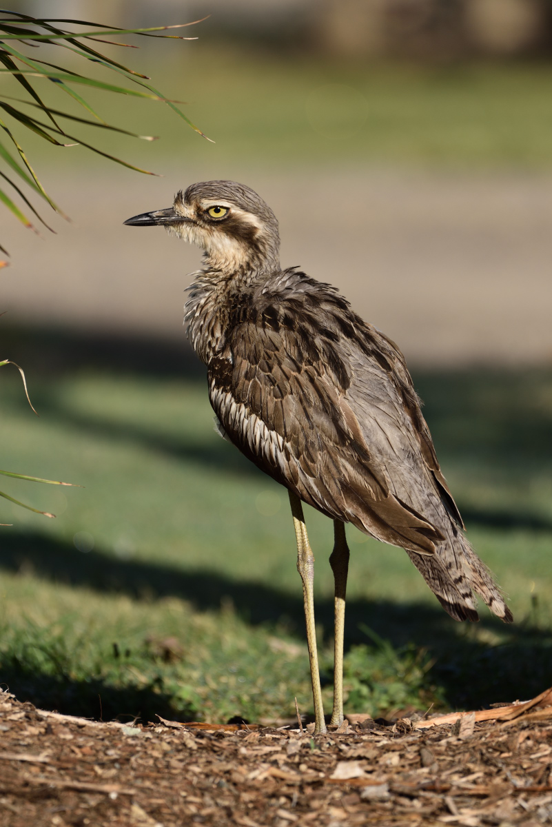 201610_Bush Stone-curlew