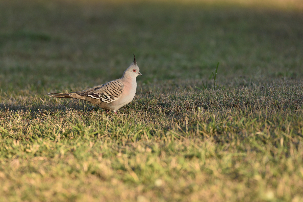 201610_Crested Pigeon