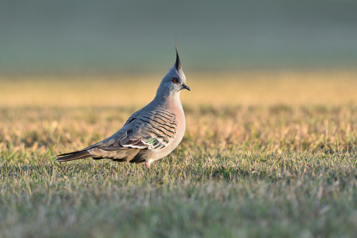 201610_Crested Pigeon