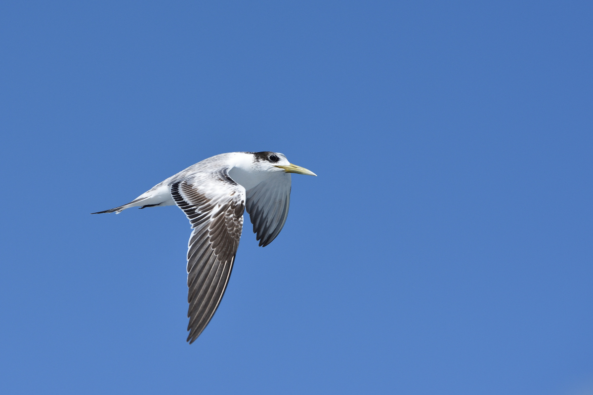 201610_Crested_Tern_2