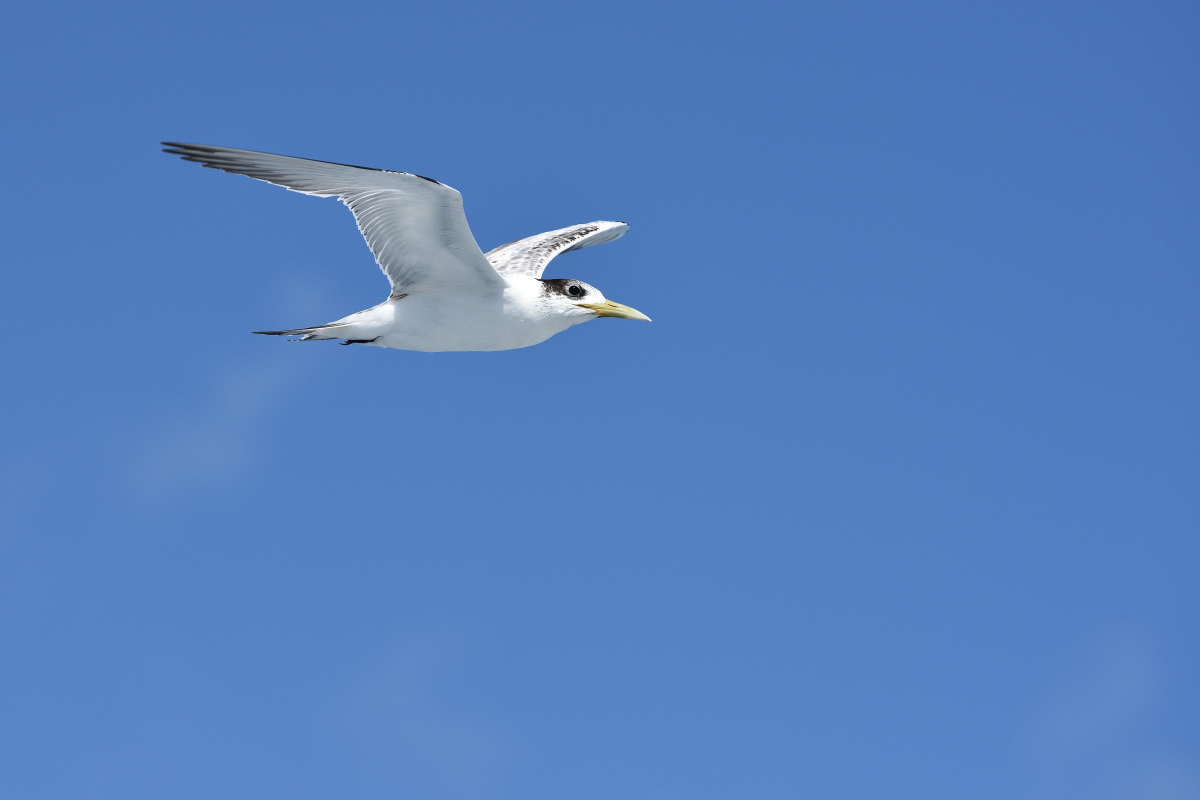 201610_Crested_Tern_3