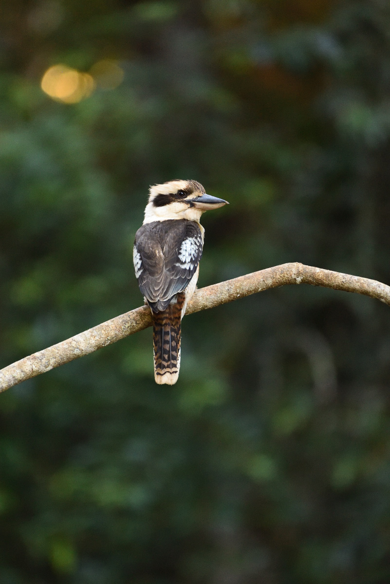 201610_Kookaburra_1