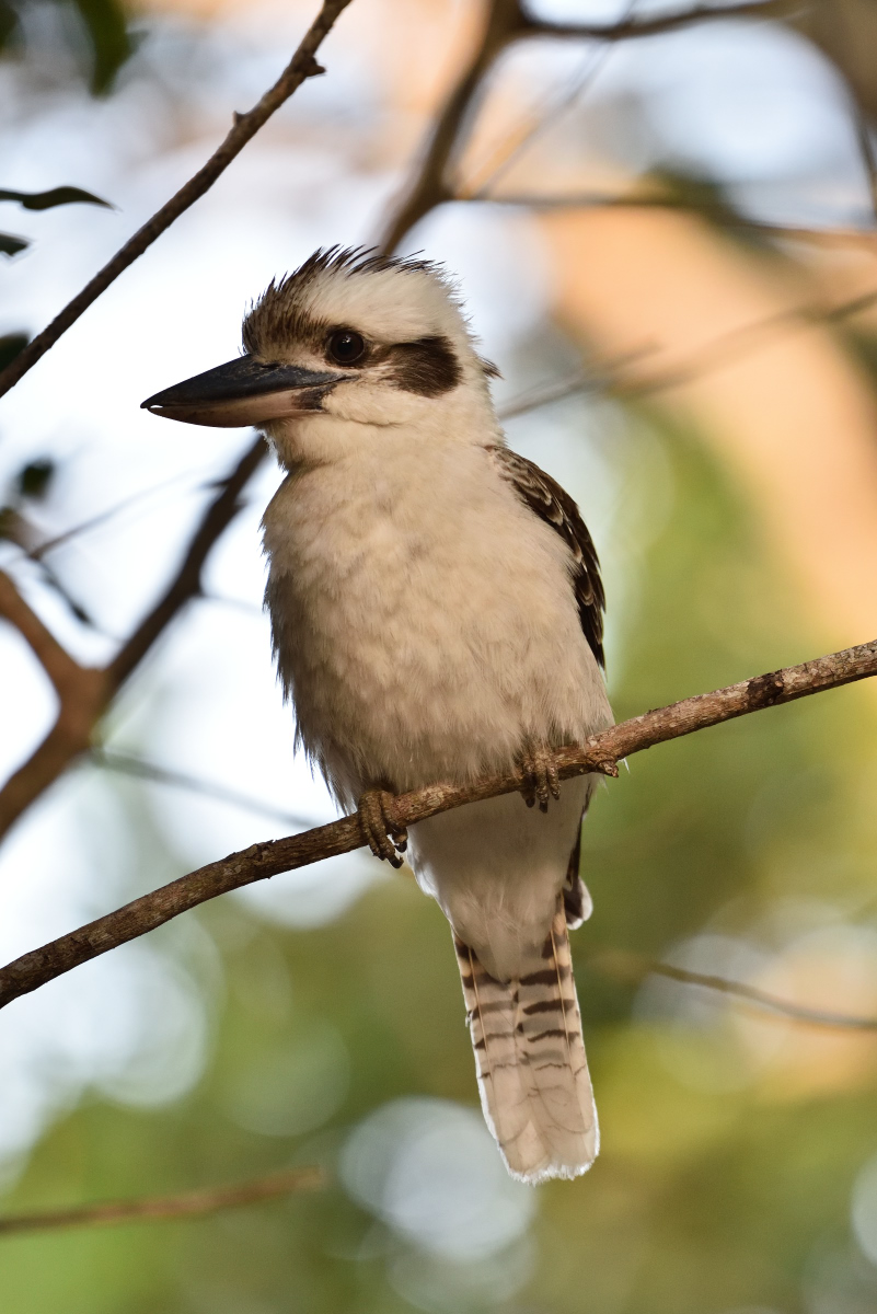 201610_Kookaburra_2