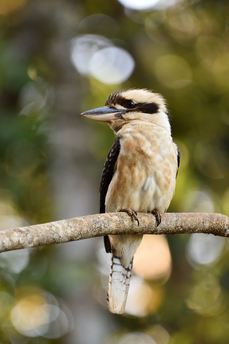201610_Kookaburra_3