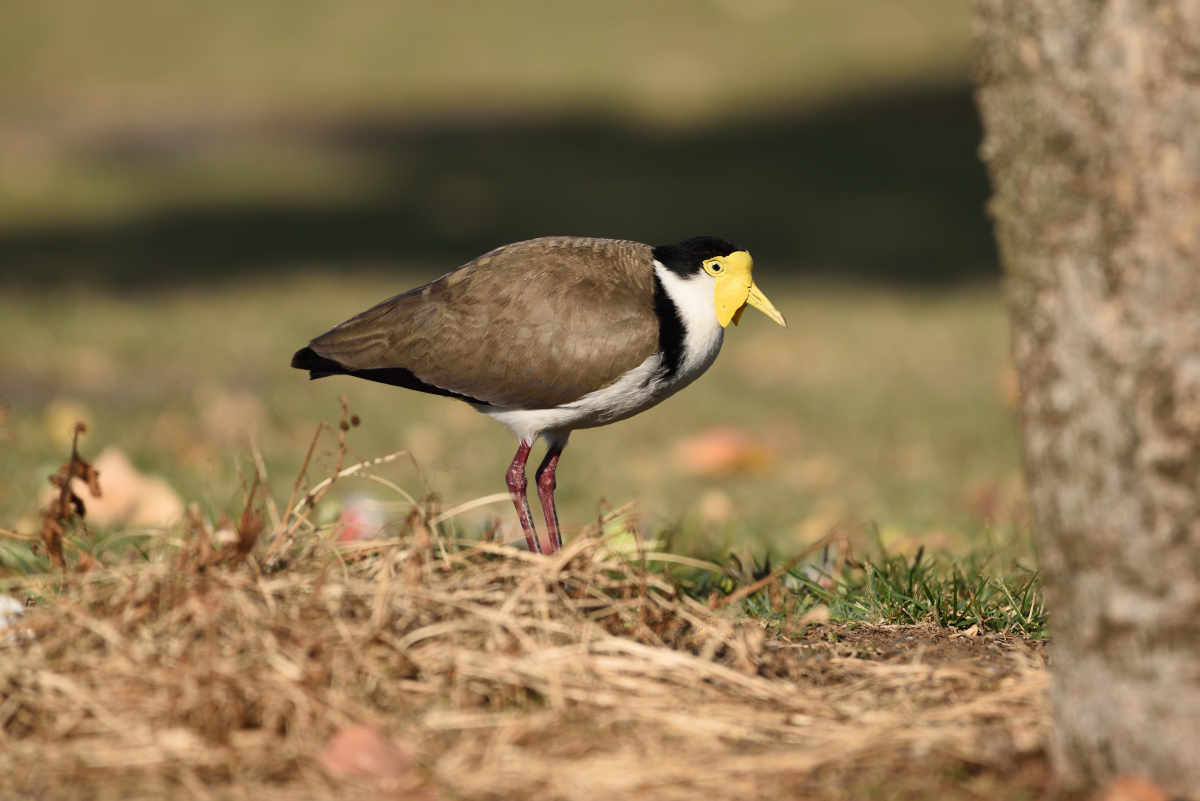 201610_Masked Lapwing