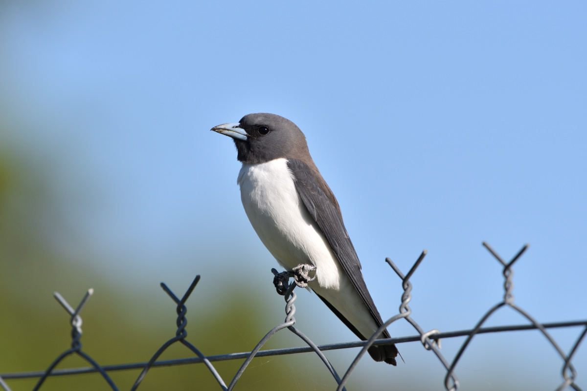 201610_White-breasted woodswallow