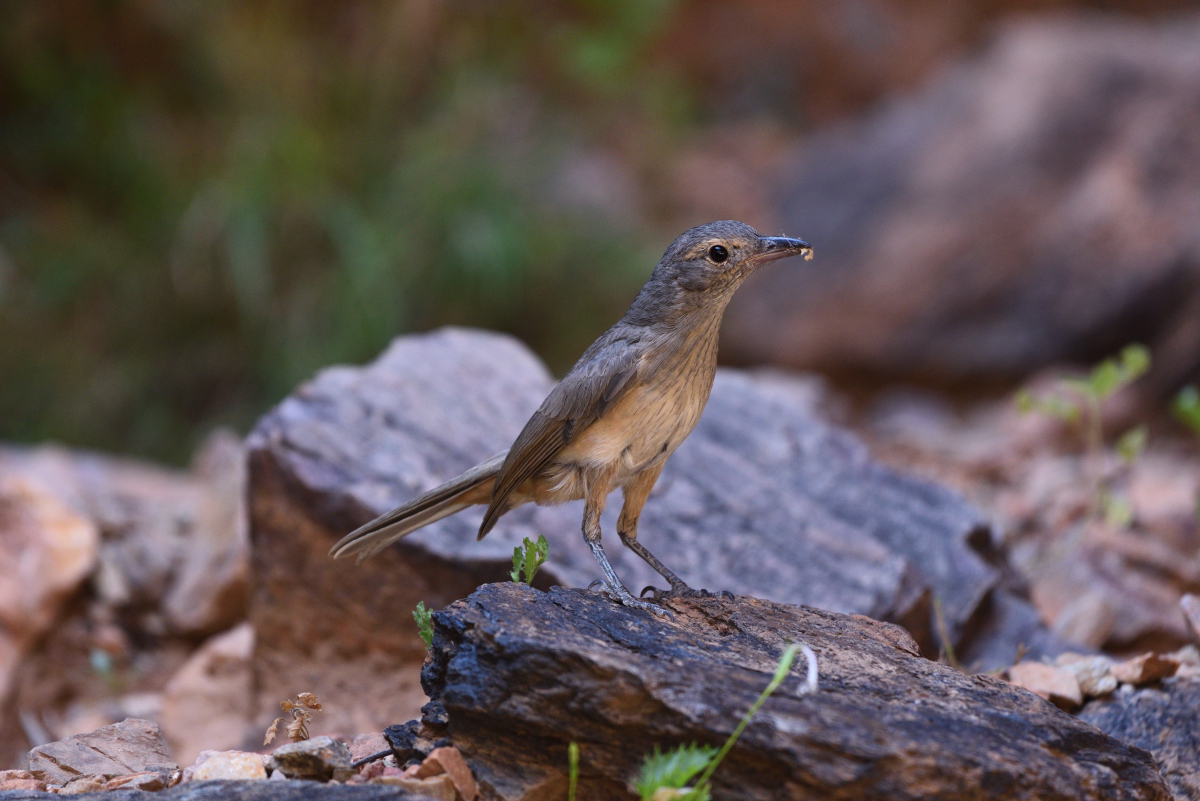 201611_Brown Songlark