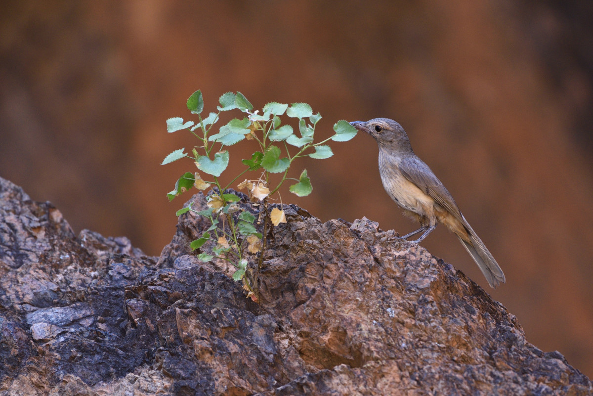 201611_Brown Songlark