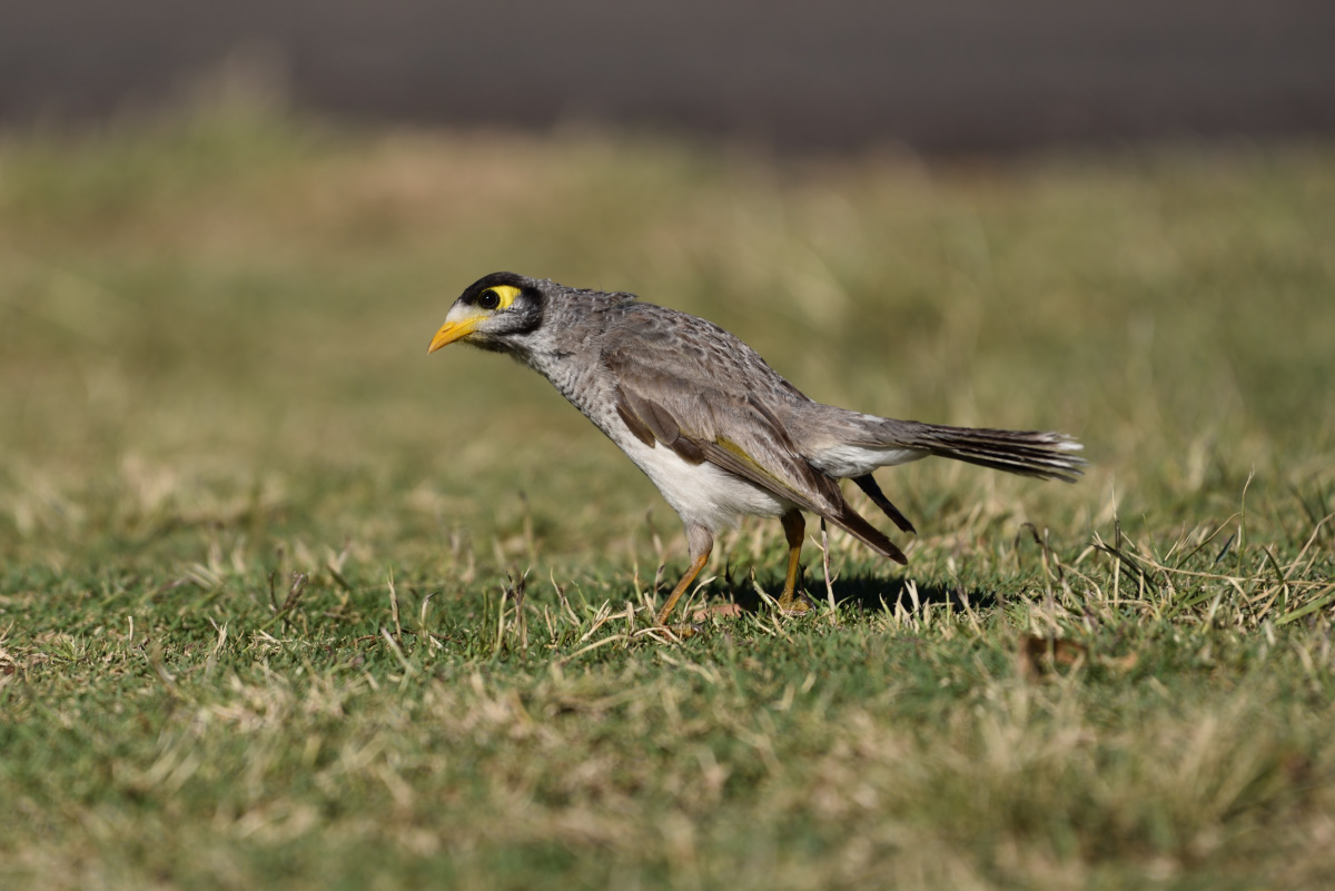 201611_Gelbstirn-Schwatzvogel