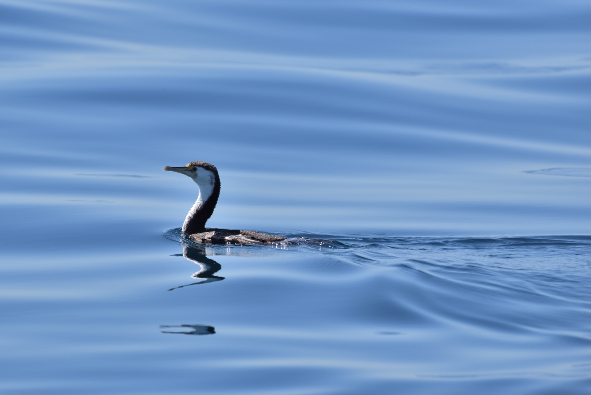 201611_Pied_Cormorant