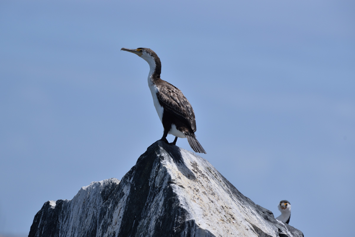 201611_Pied_Cormorant