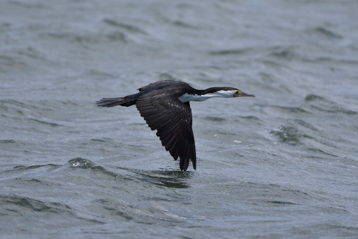 201611_Pied_Cormorant