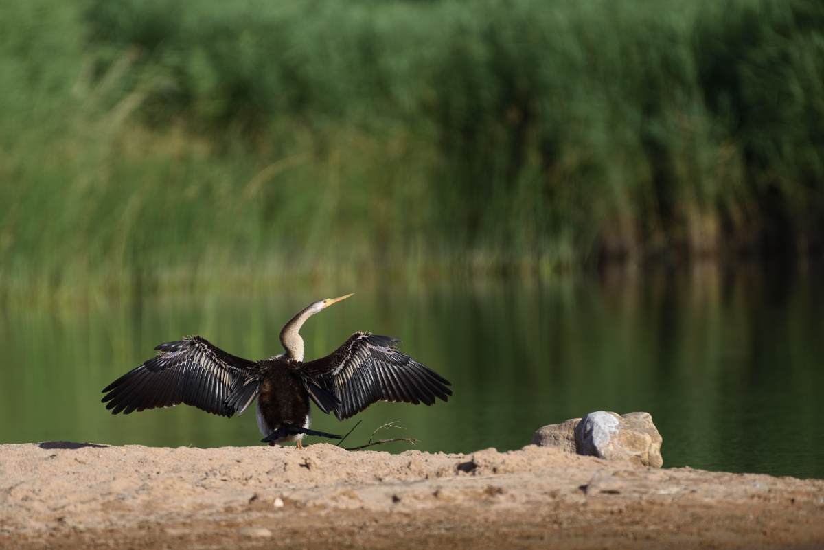 201611_Schlangenhalsvogel