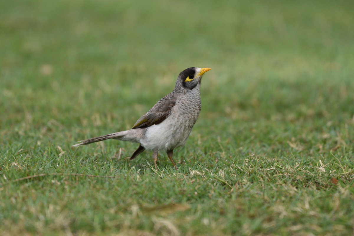 201611_Weißstirn-Schwatzvogel