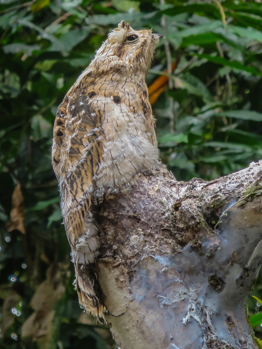 2017-02-19 12 Great Potoo.jpg