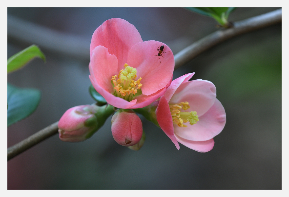 20170401 DSC 2608