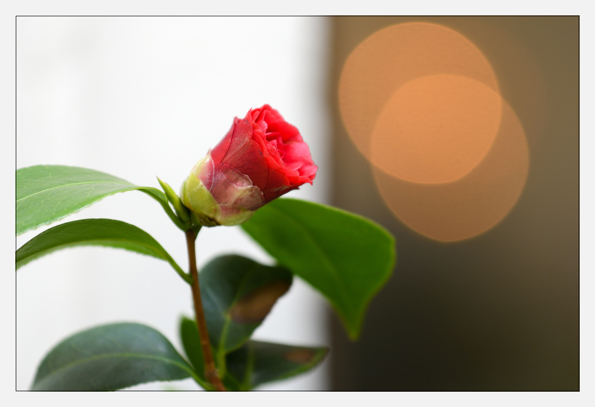 20170409 DSC 2940