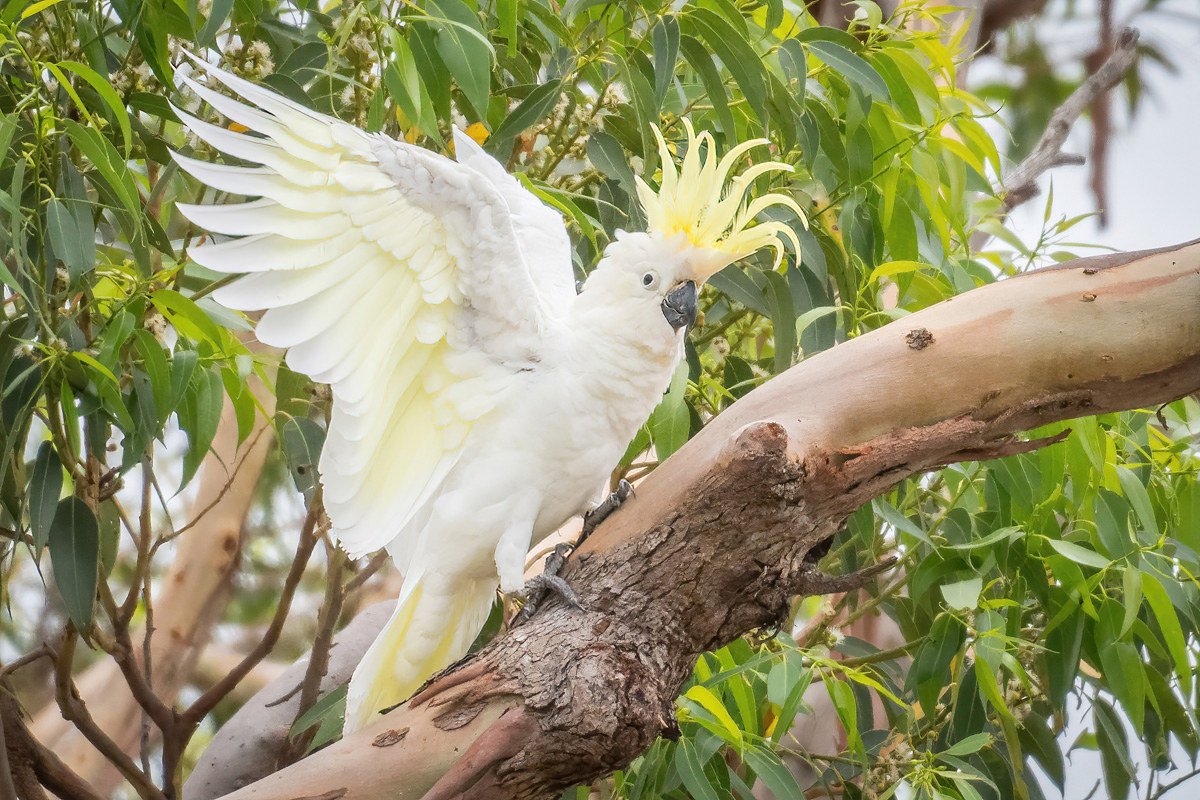 2018-01-11 32 Sulphur-crested Cockatoo.jpg