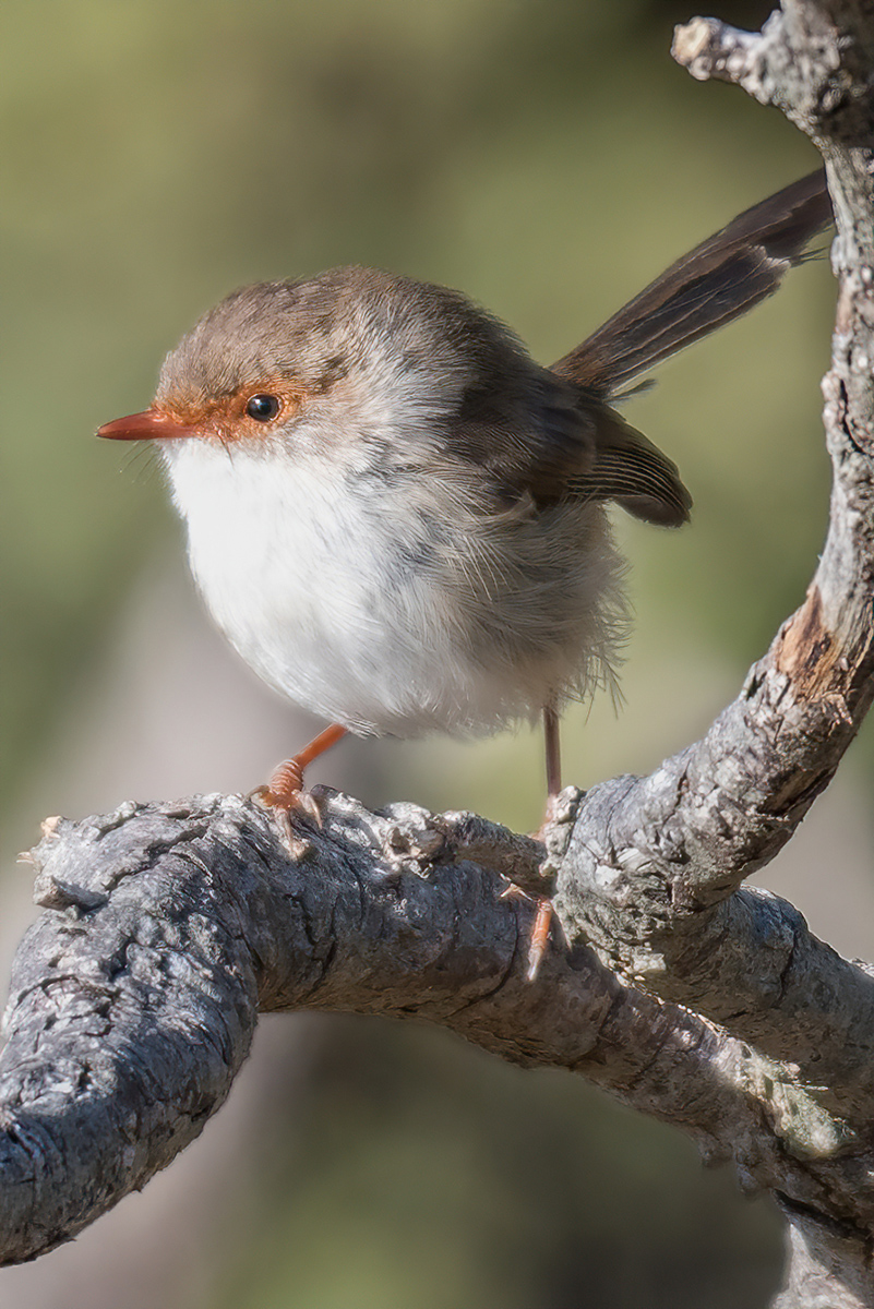 2018-01-14 12 Superb Fairywren.jpg