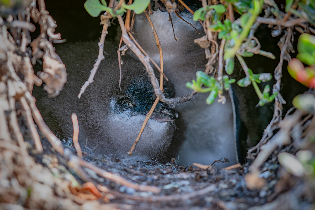 2018-01-16 03 Australian Little Penguins.jpg