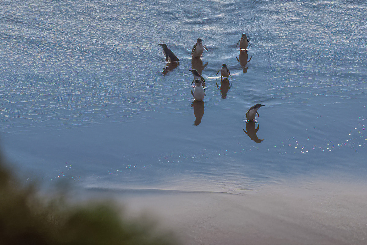 2018-02-03 21 Australian Little Penguins.jpg