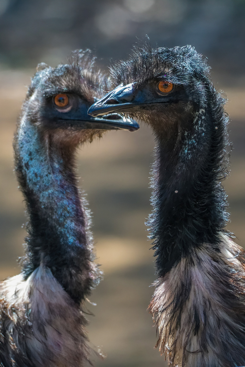 2018-02-04 24 Emus.jpg