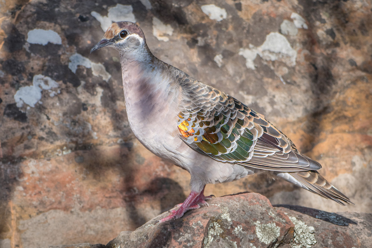 2018-02-05 04 Common Bronzewing.jpg