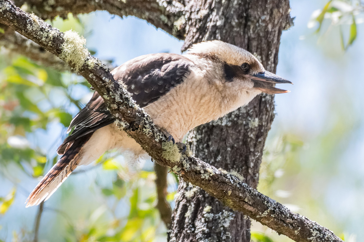 2018-02-06 07 Laughing Kookaburra.jpg