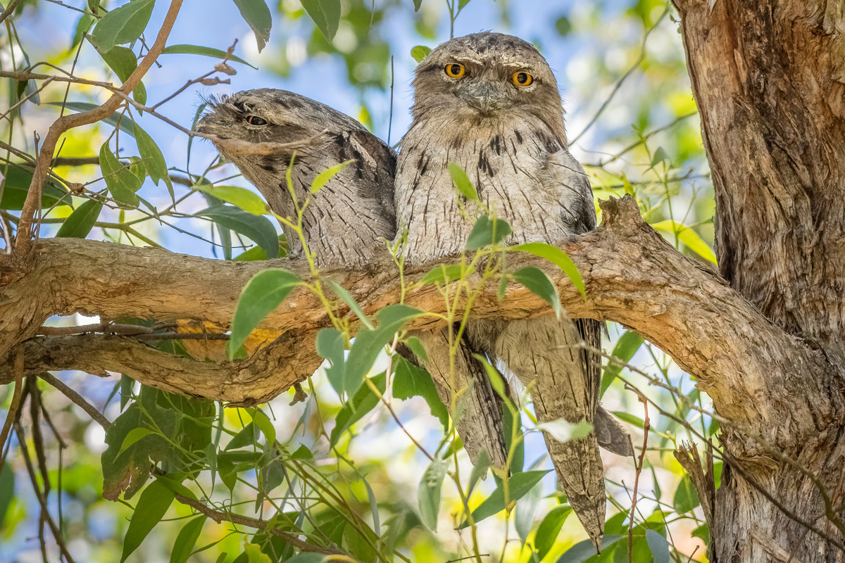 2018-02-06 13 Tawny Frogmouths.jpg