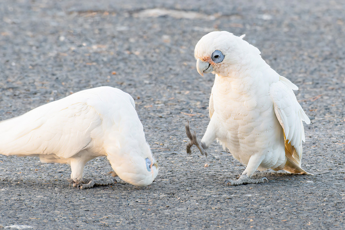 2018-02-07 08 Little Corellas.jpg