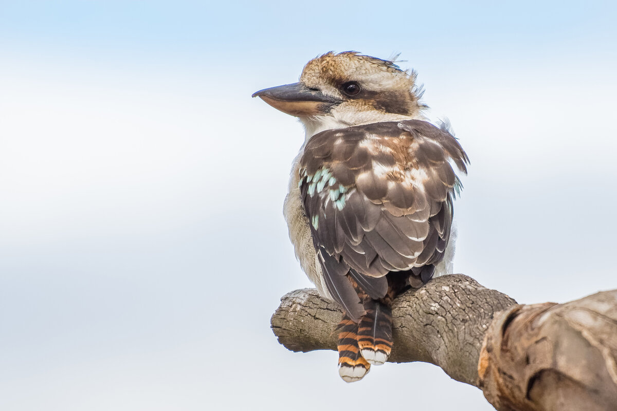 2018-02-11 03 Laughing Kookaburra.jpg