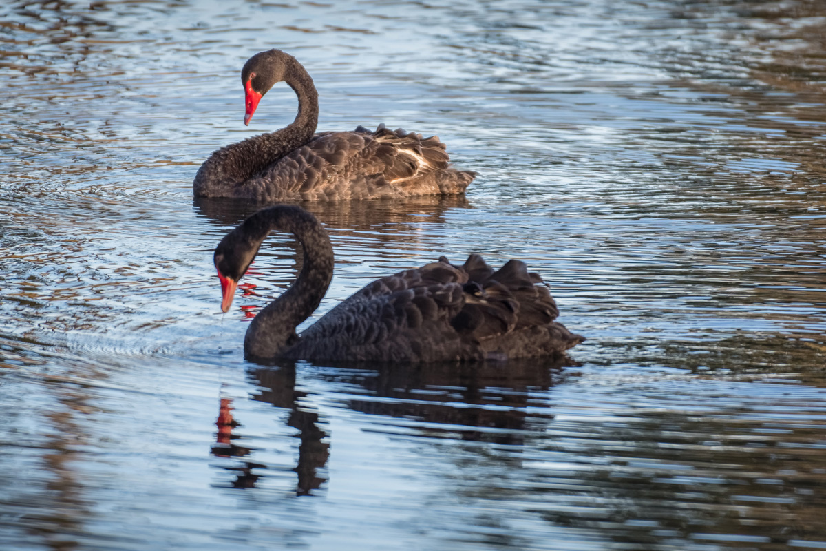 2018-02-22 05 Black Swans.jpg