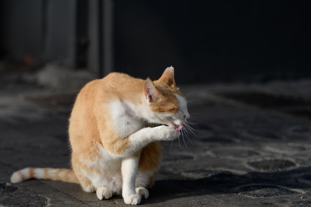 2018 02 23 17 50 36 DSC 2319